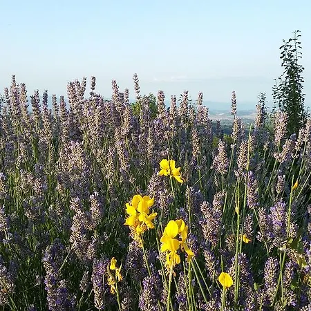Alloggio per agriturismo Frateria Di San Benedetto *
